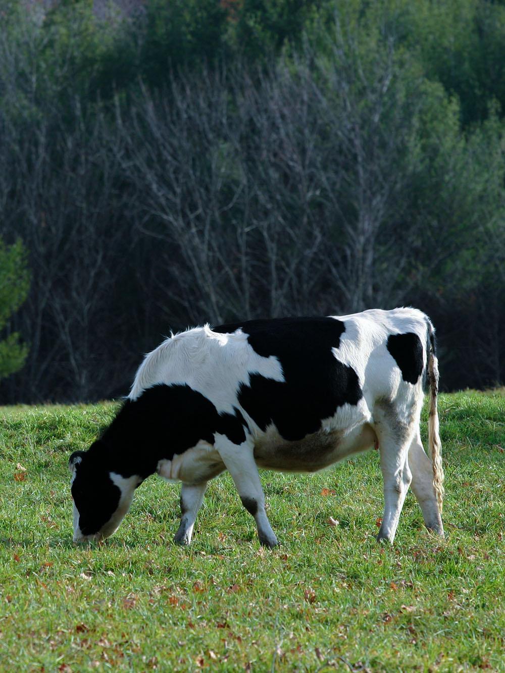 DairyMax Forage Mix